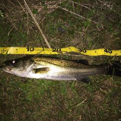 小さいながらもやっと１本